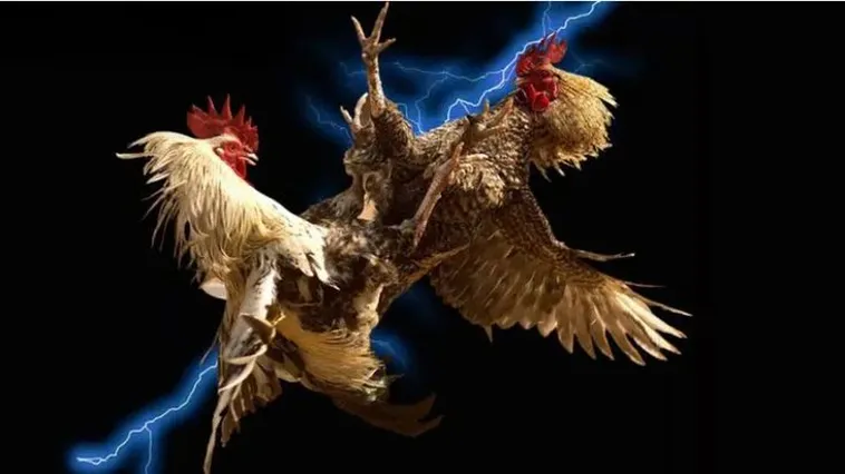 Bí Quyết Chơi Đá Gà WS168 Tại S666: Thắng Lớn Với Chiến Thuật 2 Bí Quyết Chơi Đá Gà WS168 Tại S666: Thắng Lớn Với Chiến Thuật